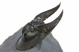 Enrolled Scotoharpes Trilobite - Boudib, Morocco #312732-1